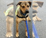 Small #7 Labrador Retriever Mix