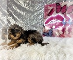 Whistles - Male Bernedoodle (Miniature) (+ Poodle Miniature) Puppy for Sale - Photo #4