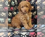 Small Photo #1 Goldendoodle-Poodle (Toy) Mix Puppy For Sale in CLARE, IL, USA