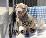 Small Photo #8 American Bully Puppy For Sale in BEECH GROVE, IN, USA