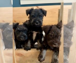 Schnauzer (Miniature) Puppy for sale in COLUMBIA CITY, IN, USA