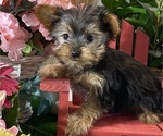 Small #3 Yorkshire Terrier