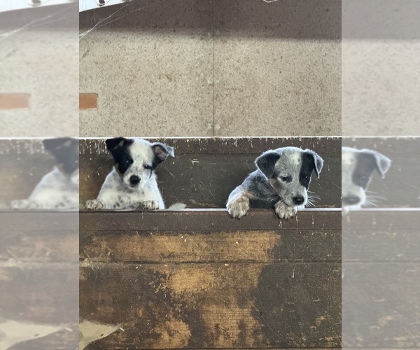 Medium Photo #3 Australian Cattle Dog Puppy For Sale in MIDDLEBORO, MA, USA