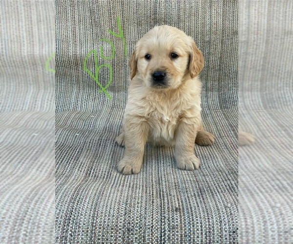 Medium Photo #1 Golden Retriever Puppy For Sale in OROVILLE, CA, USA