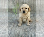 Small Photo #1 Golden Retriever Puppy For Sale in OROVILLE, CA, USA