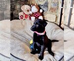 Small Photo #7 Labrador Retriever Puppy For Sale in Mooresville, NC, USA