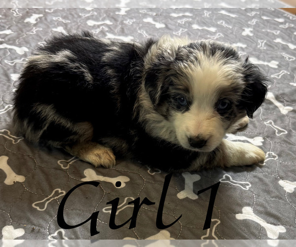 Medium Photo #64 Miniature Australian Shepherd Puppy For Sale in SALISBURY, NC, USA