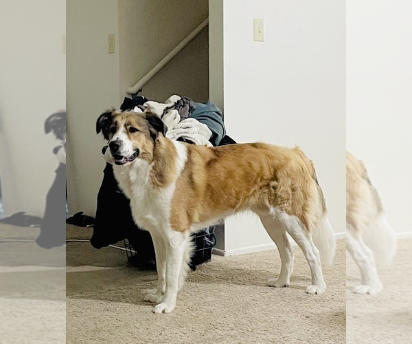 Medium Photo #1 English Cream Golden Retriever-Great Pyrenees Mix Puppy For Sale in SEDGWICK, KS, USA