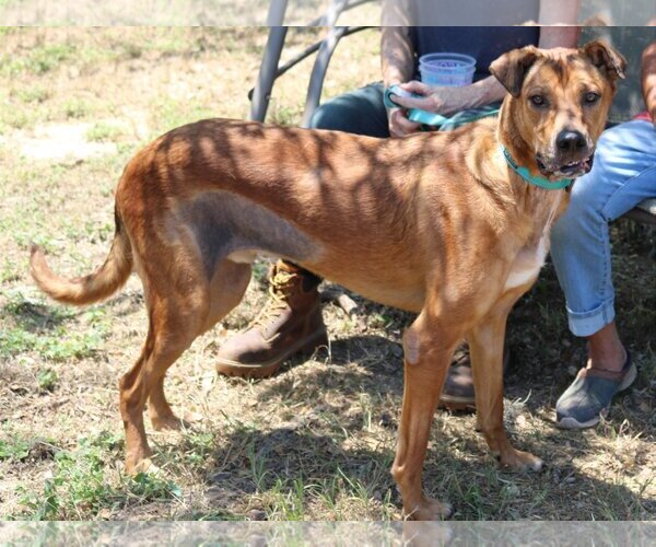 Medium Photo #1 Great Dane-Rhodesian Ridgeback Mix Puppy For Sale in Bandera, TX, USA