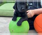 Small #2 Labrador Retriever