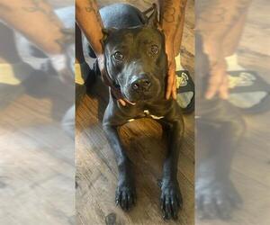 American Staffordshire Terrier-Unknown Mix Dogs for adoption in Tallahassee, FL, USA