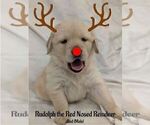 Puppy Rudolf Red Golden Retriever