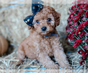 Cockapoo Puppy for sale in LIBERTY, KY, USA