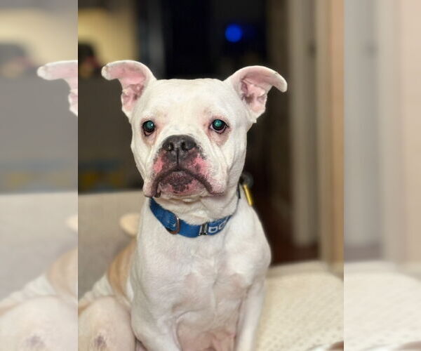 Medium Photo #1 Bulldog-Unknown Mix Puppy For Sale in Cuyahoga Falls , OH, USA