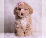Small Photo #20 Poodle (Toy) Puppy For Sale in WARSAW, IN, USA