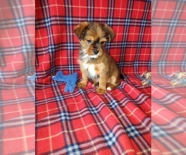 Medium Photo #4 Shih Tzu Puppy For Sale in LAPEER, MI, USA