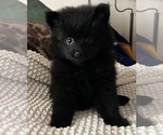 Small Photo #9 Pomeranian Puppy For Sale in SACRAMENTO, CA, USA