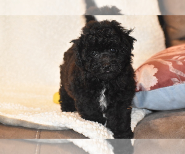 Medium Photo #2 Bichpoo Puppy For Sale in ELDORADO, OH, USA