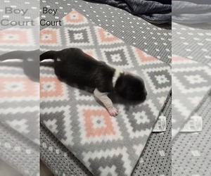 Akita Puppy for sale in HUTCHINSON, MN, USA