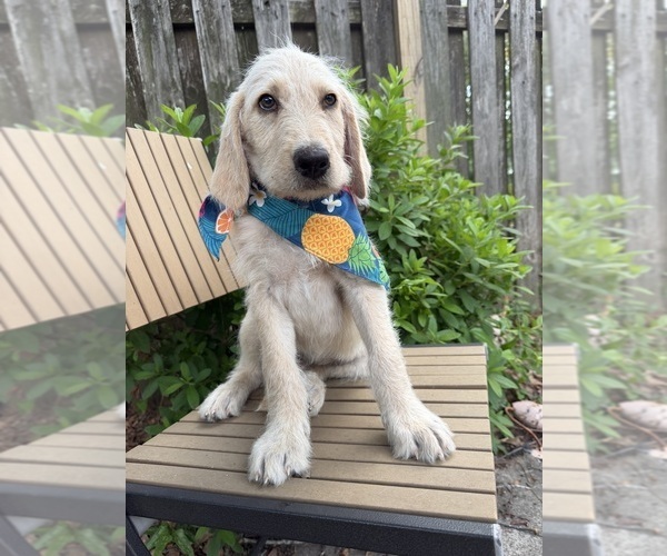 Medium Photo #1 Labradoodle Puppy For Sale in PEMBROKE, GA, USA