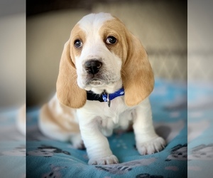 Basset Hound Puppy for sale in HESPERIA, CA, USA