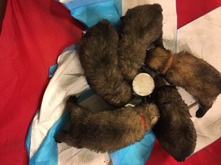 Bouvier Des Flandres Puppy for sale in MINERAL BLUFF, GA, USA