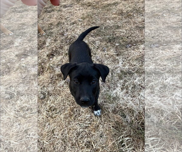 Medium Photo #2 Labrador Retriever-Unknown Mix Puppy For Sale in Alexander, AR, USA