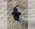 Small #1 Labrador Retriever Mix