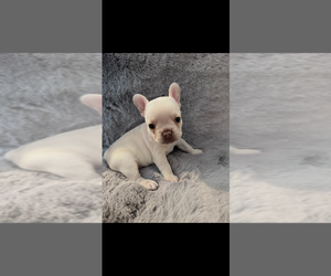 French Bulldog Puppy for sale in NORTH VERNON, IN, USA