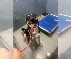 German Shepherd Dog-Unknown Mix Dogs for adoption in Rowlett, TX, USA