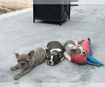Small French Bulldog