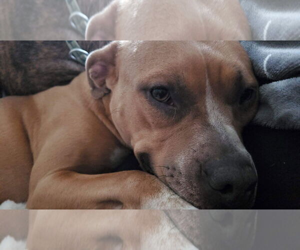 Medium Photo #15 American Pit Bull Terrier-Unknown Mix Puppy For Sale in Germantown, OH, USA