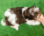 Small #3 Shih Tzu