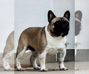 Father of the French Bulldog puppies born on 02/15/2023