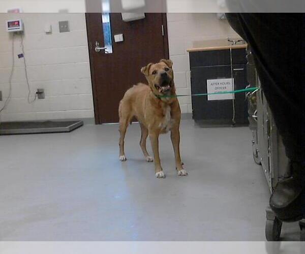 Medium Photo #1 Black Mouth Cur Puppy For Sale in Fayetteville, NC, USA