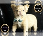 Small Photo #80 French Bulldog Puppy For Sale in WARSAW, IN, USA