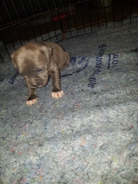 Medium Photo #16 American Pit Bull Terrier Puppy For Sale in GRIFFIN, GA, USA