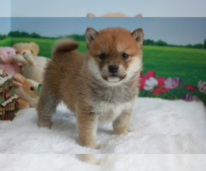 Shiba Inu Puppy for sale in EMPIRE STATE, NY, USA