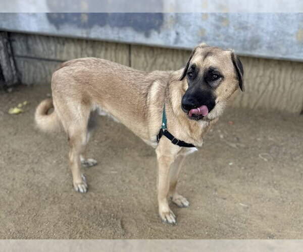 Medium Photo #2 Anatolian Shepherd Puppy For Sale in Berkeley , CA, USA