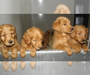 Goldendoodle Puppy for sale in VERMONTVILLE, MI, USA