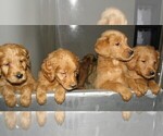 Small Photo #1 Goldendoodle Puppy For Sale in VERMONTVILLE, MI, USA