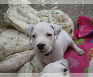 American Pit Bull Terrier Puppy for sale in SARASOTA, FL, USA