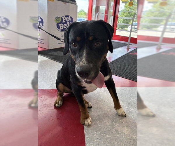 Medium Photo #3 Boxer Puppy For Sale in Stanhope, NJ, USA