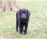 Small #1 Labrador Retriever