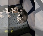 Small #15 Siberian Husky