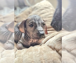 Border Collie-Xoloitzcuintli (Mexican Hairless) Mix Puppy for sale in ANDERSON, IN, USA