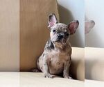 Small #1 French Bulldog