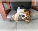 Small #11 Beagle