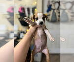 Small #1 Boxer Mix