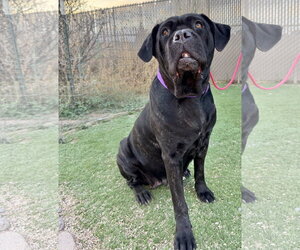 Mutt Dogs for adoption in Goodyear, AZ, USA